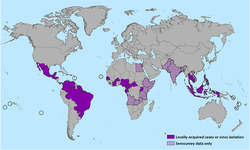 Illustration for article titled New Evidence Suggests Link Between Mosquito-Borne Virus and Birth Defects